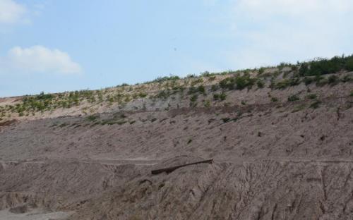 Plantation in the Mine Dump for Slope Stabilisation