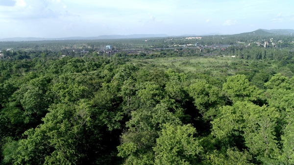 Plantation on NK Area, CCL