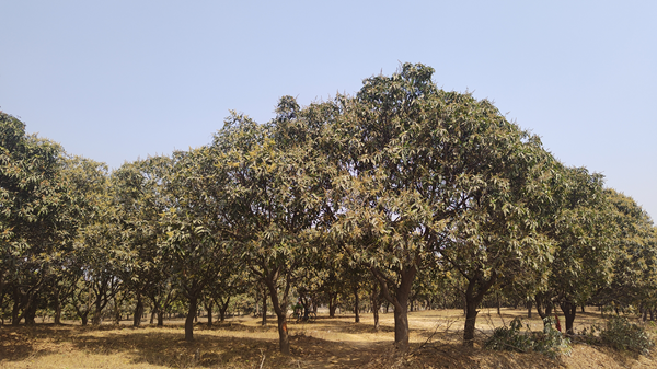 Orchard Plantation, ECL