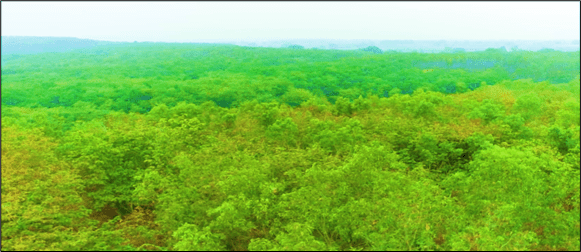 Lush Green Plantation on OB of Jamuna OC, Anuppur, MP