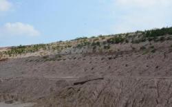 Plantation in the Mine Dump for Slope Stabilisation